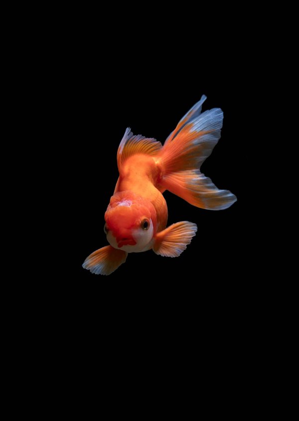 What's the Best Approach to Treat a Fish with Swim Bladder Disorder in a Community Tank?